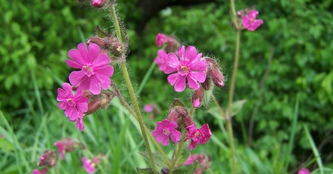 Silene conoidea